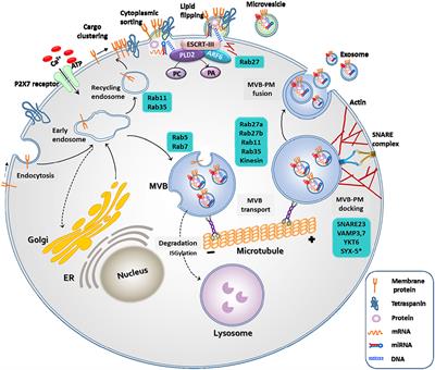 Mesenchymal Stem Cell-Derived Extracellular Vesicle Therapy for Stroke: Challenges and Progress